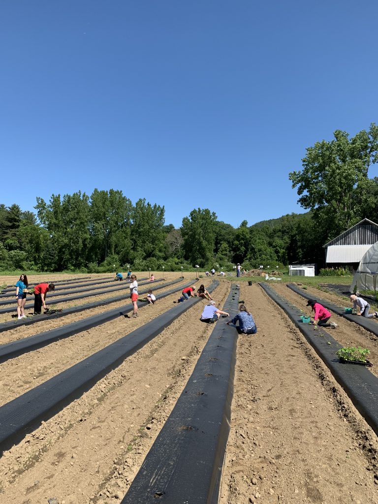 Planting at GG 2019